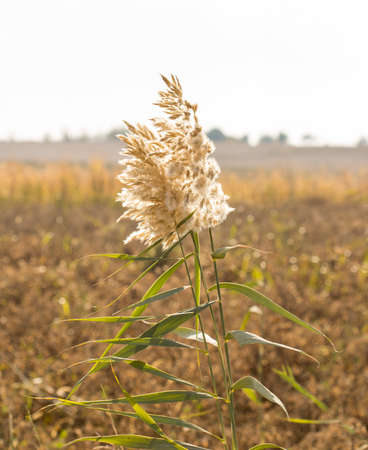 Beautiful serene waving reed in the sunlightの写真素材