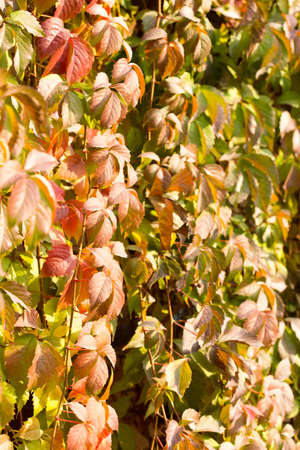 Parthenocissus backgroundの写真素材
