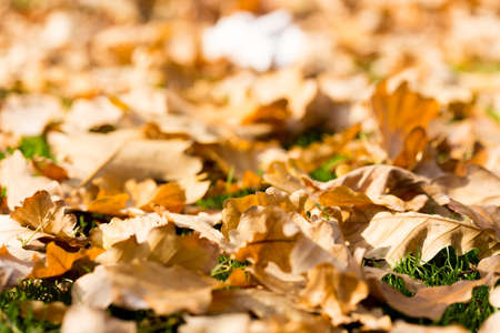 Colorful autumn leavesの写真素材