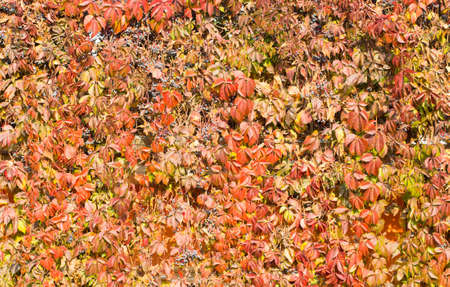 Parthenocissus backgroundの写真素材