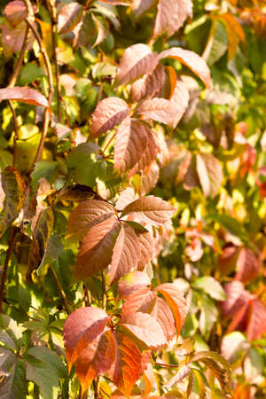 Parthenocissus backgroundの写真素材