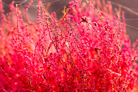 Close up of kochias plant in autumn at Kawaguchiko lake , Yamanashi prefecture , Japanの写真素材