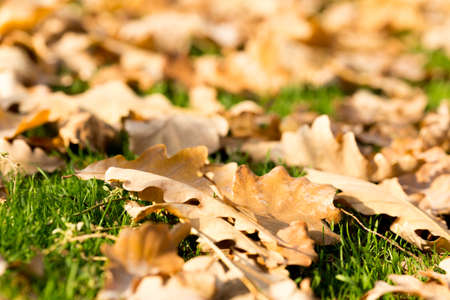 Colorful autumn leavesの写真素材