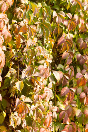 Parthenocissus backgroundの写真素材