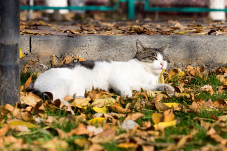Cat in an autumn park. Cat sitting on the leavesの写真素材