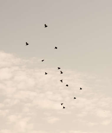 Ravens backgroundの写真素材