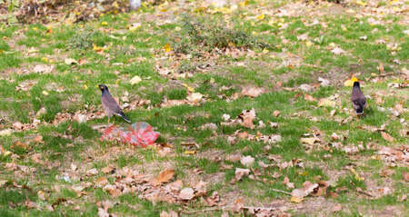 bird crow on the grassの写真素材