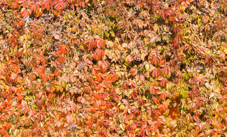 Parthenocissus backgroundの写真素材