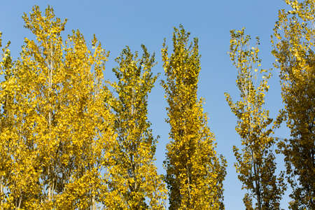 Autumn. Tree with yellow leaves against the skyの写真素材