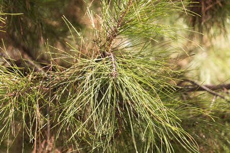 spruce, white background macroの写真素材