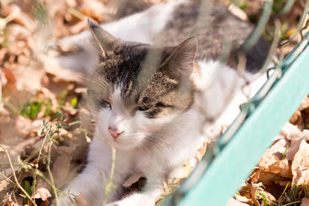 Cat in an autumn park. Cat sitting on the leavesの写真素材