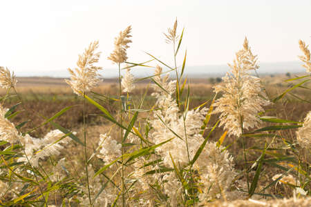 Beautiful serene waving reed in the sunlightの写真素材