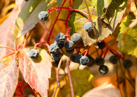 Parthenocissus backgroundの写真素材