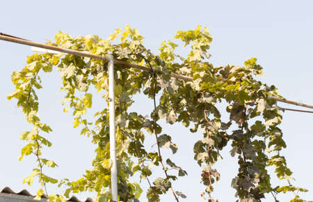 grape leaves against the skyの写真素材