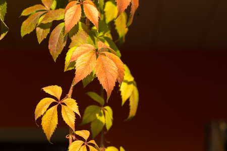 Parthenocissus backgroundの写真素材