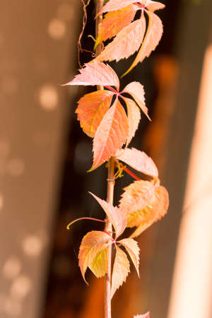 Parthenocissus backgroundの写真素材