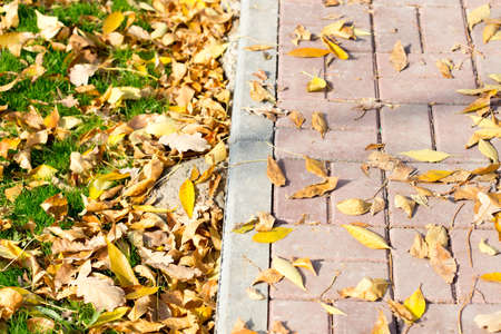 Autumn Leaves by the Sidewalkの写真素材