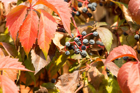 Parthenocissus backgroundの写真素材