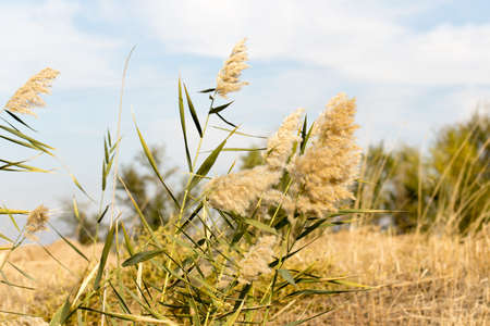Beautiful serene waving reed in the sunlightの写真素材