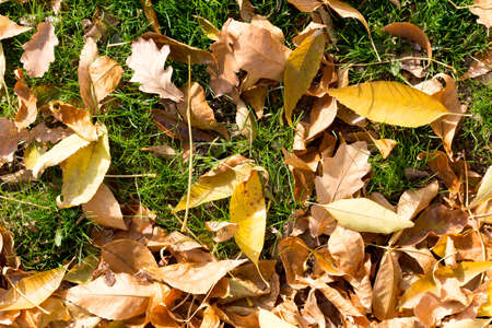 Colorful autumn leavesの写真素材
