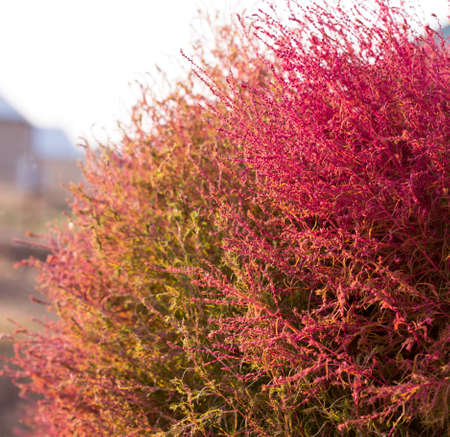 Close up of kochias plant in autumn at Kawaguchiko lake , Yamanashi prefecture , Japanの写真素材