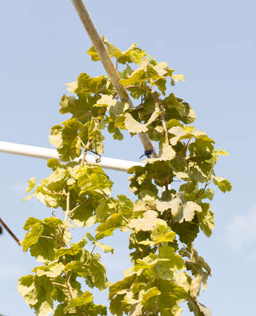 grape leaves against the skyの写真素材