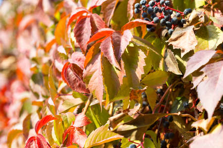 Parthenocissusの写真素材