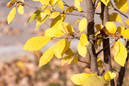 Autumn. Tree with yellow leavesの写真素材