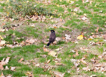 bird crow on the grassの写真素材