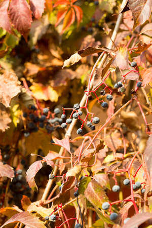 Parthenocissusの写真素材