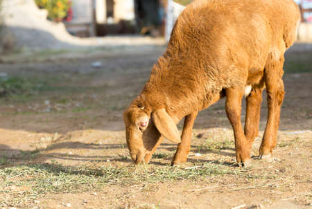 flock of sheep on green grassの写真素材