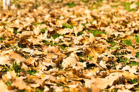 Colorful autumn leavesの写真素材