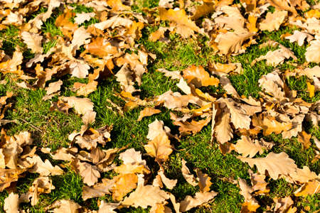 Colorful autumn leavesの写真素材