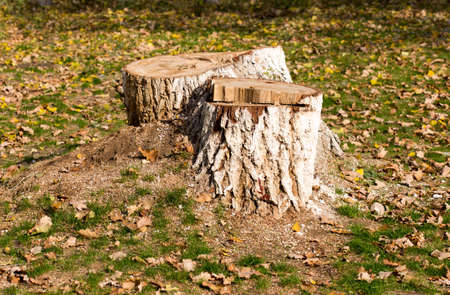 Stump, background, grass in autumnの写真素材