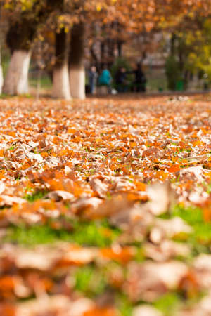 Colorful autumn leavesの写真素材