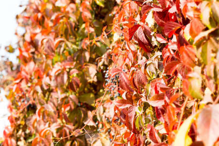 Parthenocissus backgroundの写真素材