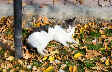 Cat in an autumn park. Cat sitting on the leavesの写真素材
