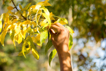 yellow leaves in human handの写真素材