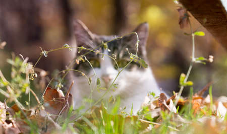 Cat in an autumn park. Cat sitting on the leavesの写真素材