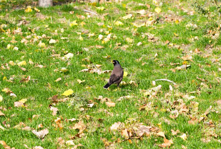 bird crow on the grassの写真素材