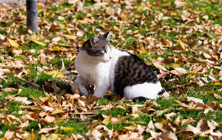 Cat in an autumn park. Cat sitting on the leavesの写真素材