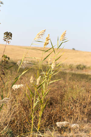 Beautiful serene waving reed in the sunlightの写真素材
