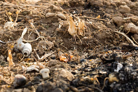 Corn stubble field on cornの写真素材