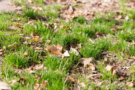 Colorful autumn leavesの写真素材