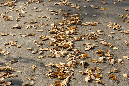 Colorful autumn leavesの写真素材