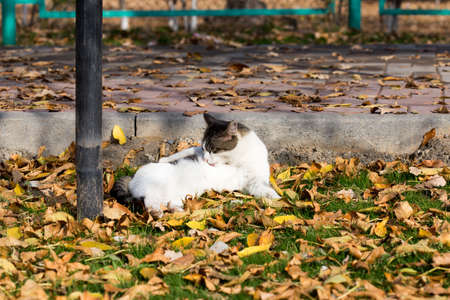 Cat in an autumn park. Cat sitting on the leavesの写真素材