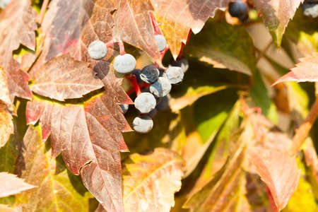 Parthenocissusの写真素材