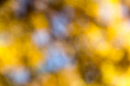 Blurry photo of lush autumn tree and sky seen through the leaves.の写真素材