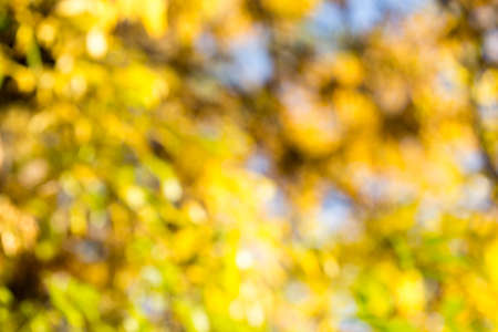 Blurry photo of lush autumn tree and sky seen through the leaves.の写真素材