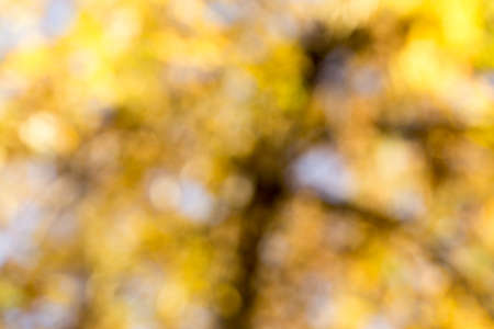 Blurry photo of lush autumn tree and sky seen through the leaves.の写真素材
